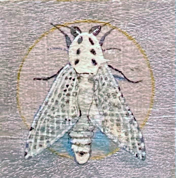 Moth 02 