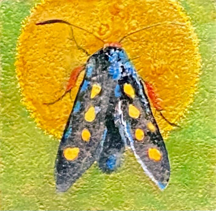 Moth 06 by Stacey B. Street 