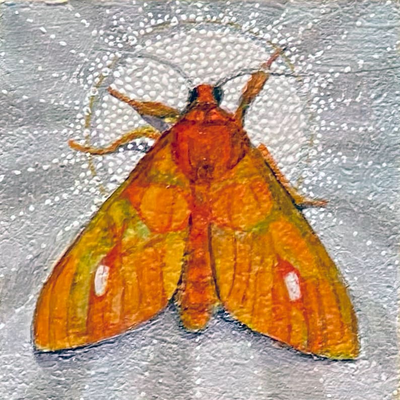 Moth 15 