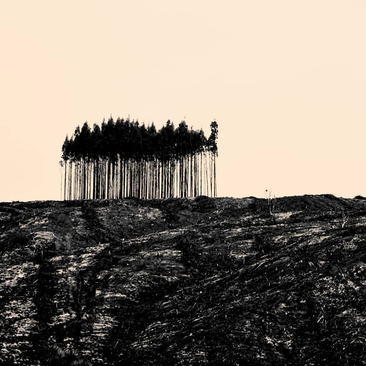 Clear Fell - Southland 