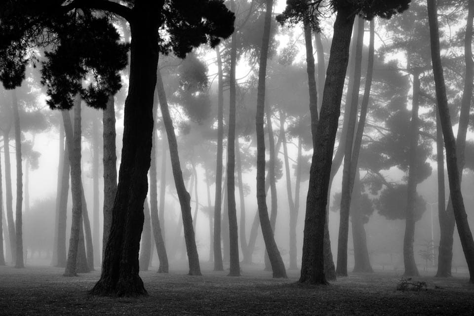 Hagley Park Fog #2 3/5