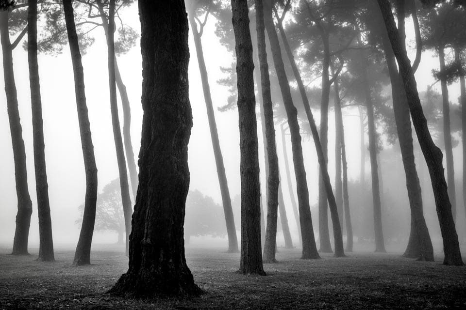 Park Fog #1 #1