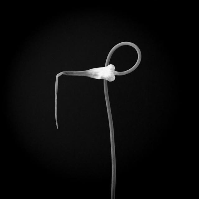 Hard Neck Garlic #4 #1