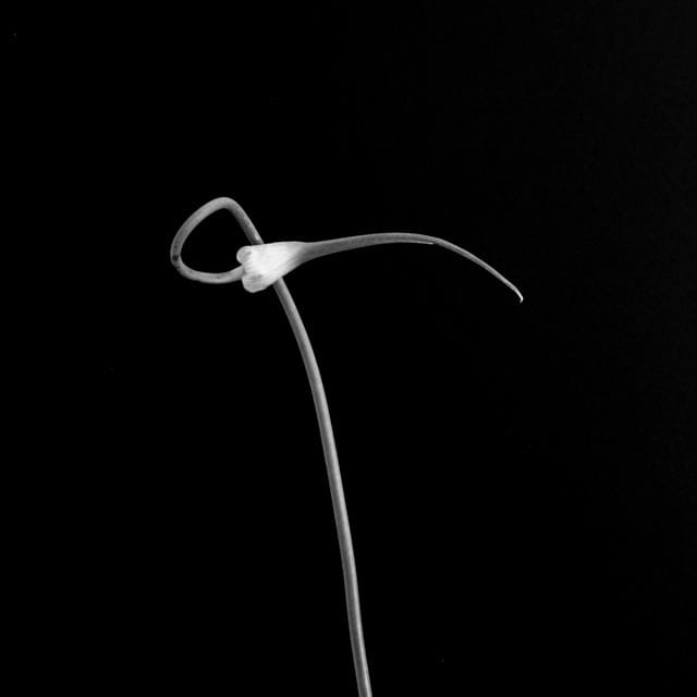 Hard Neck Garlic #6 #1