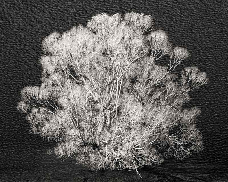 Lone Tree - Lake Tekapo 5/5