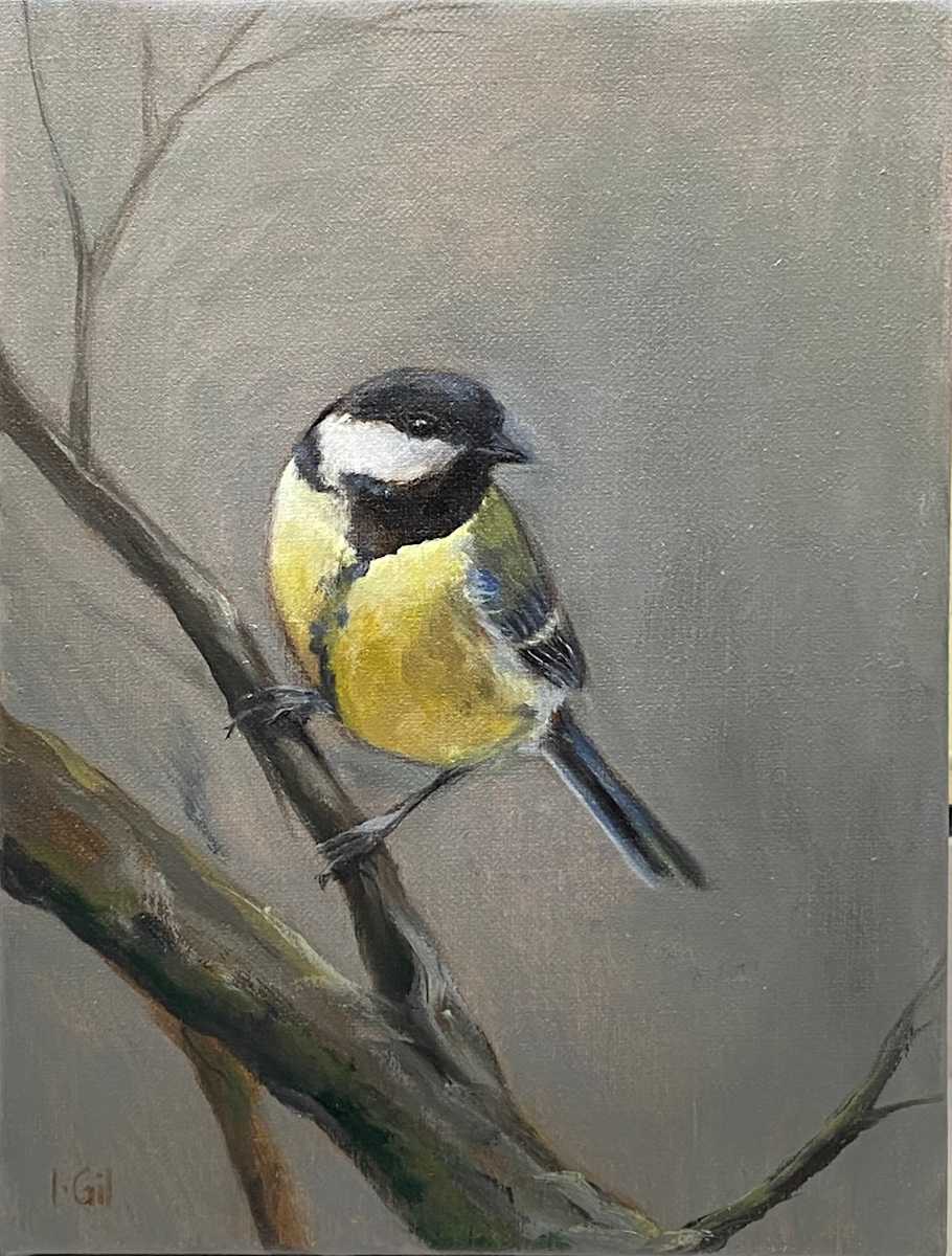 Carbonero común by Isabel Gil Sánchez 