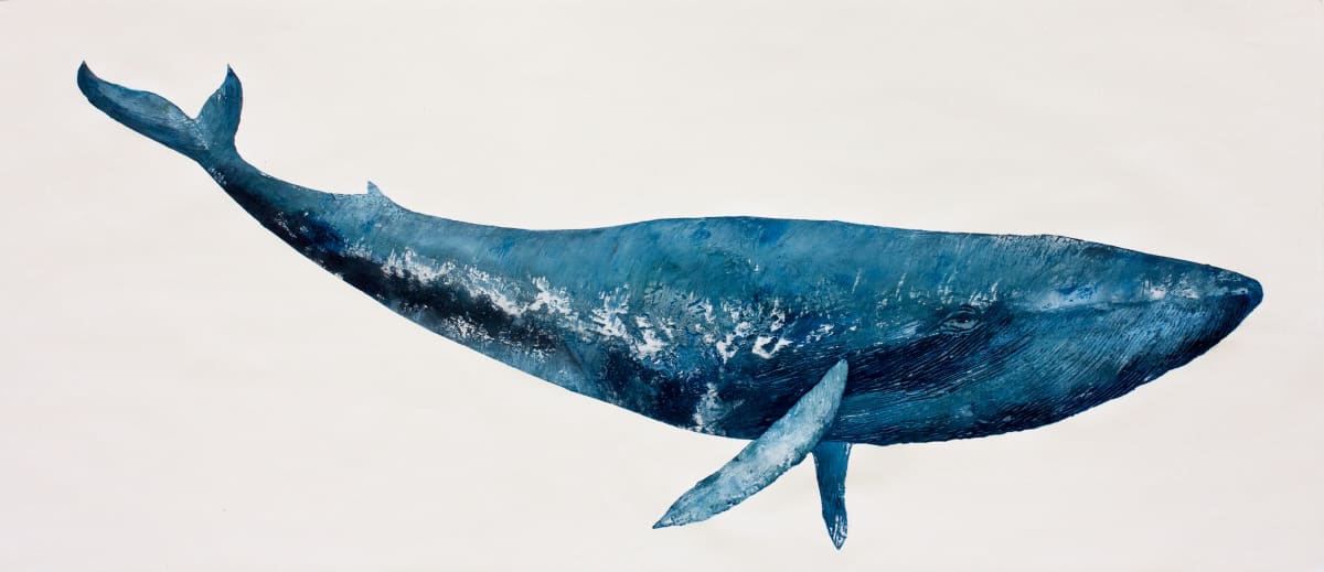 Blue Whale By Sharon Whitham 