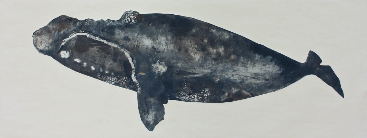 North Atlantic Right Whale by Sharon Whitham 