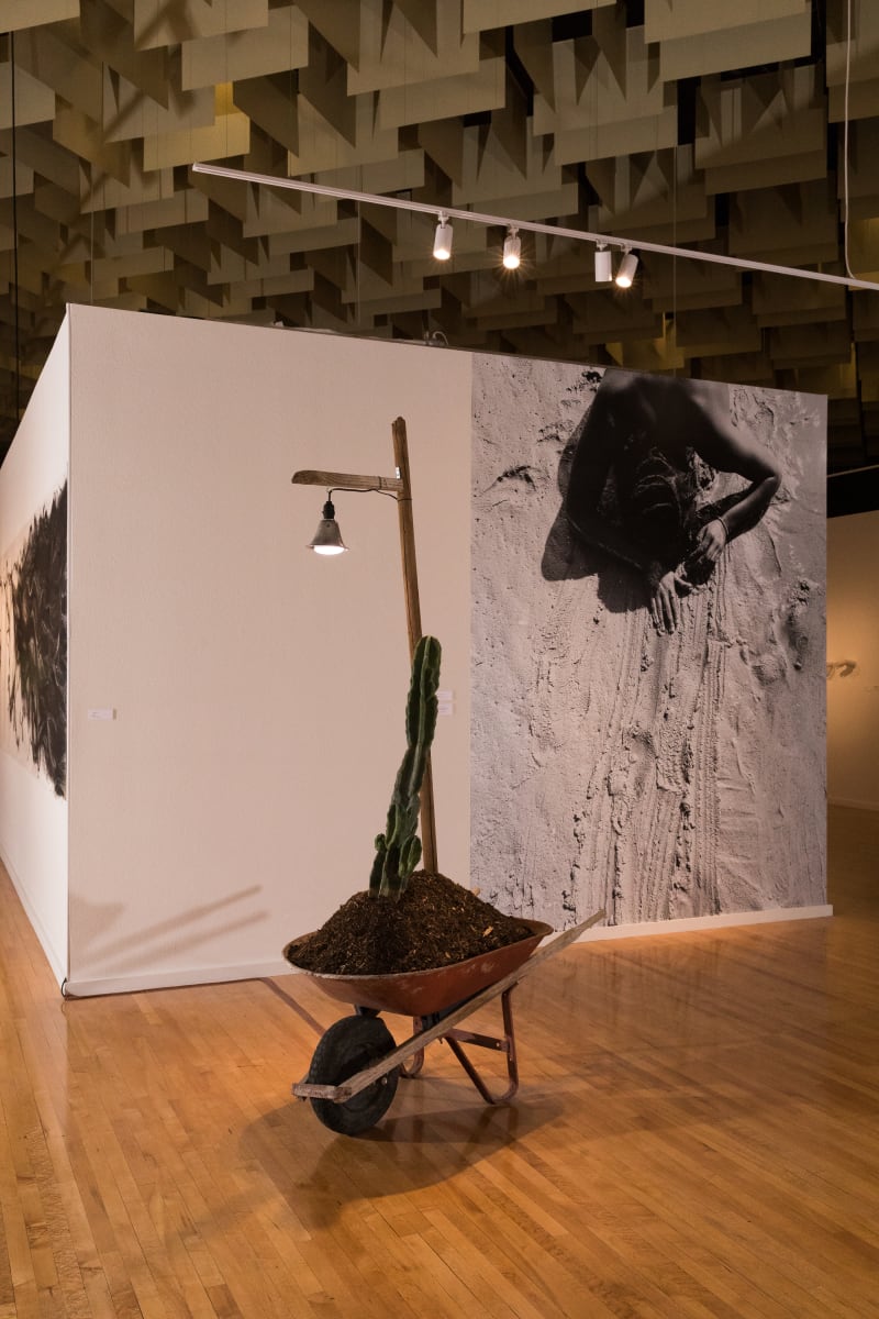 Cereus Repandus aka Peruvian Apple Cactus at The Barrick Museum by Nanda Sharifpour  Image: Installation image of "Cereus Repandus aka Peruvian Apple Cactus at The Barrick Museum" by Nanda Sharifpour. Photo by Mikayla Whitmore.