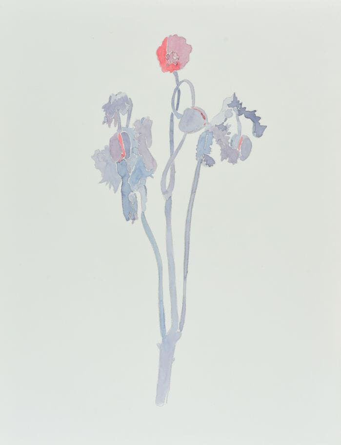 Poppy by Jeffry Mitchell  Image: Jeffry Mitchell, Poppy, 2010, Watercolor and graphite on paper, 28 X 26 inches