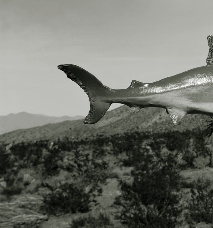 Unidentified Species, Shark: Nevada Desert by Sam Davis 