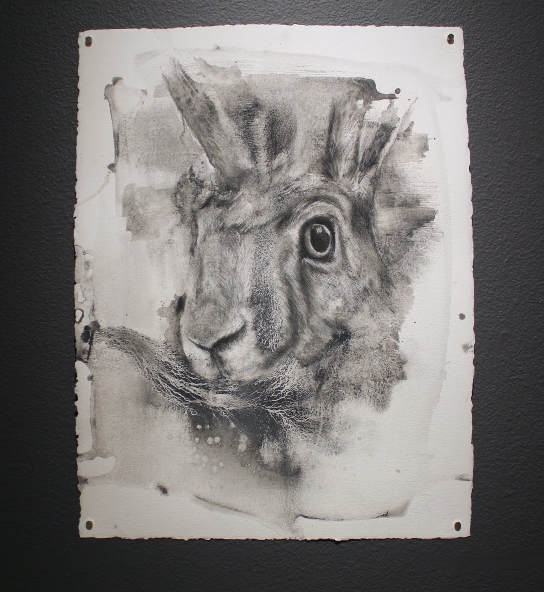 Blight by Natalie Delgado  Image: Installation photo of "Blight" by Natalie Delgado. Photo by Mikayla Whitmore.