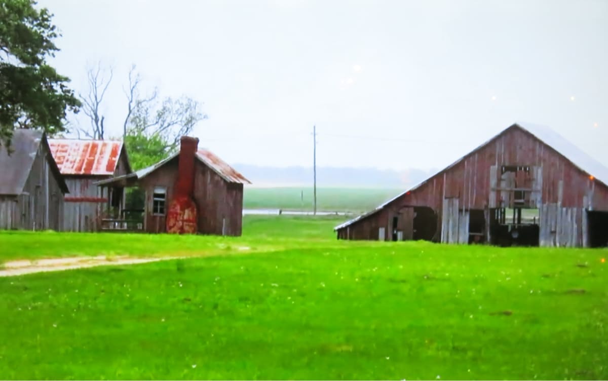 Yellow Rose of Texas by Brent Holmes 