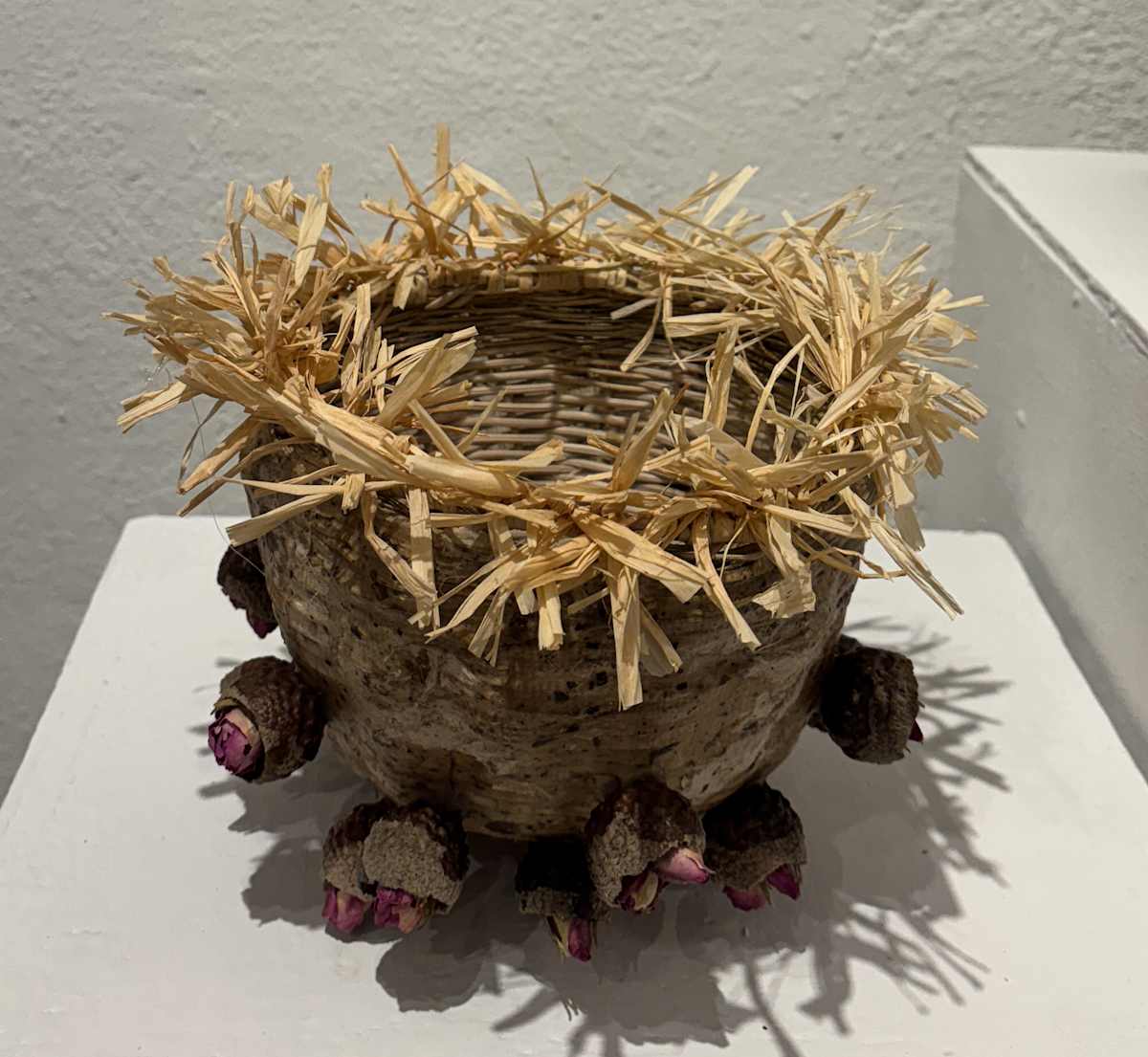 Acorn Warrior Princess, Charlotte's Memory by Lauren Schneider  Image: Acorn Warrior Princess