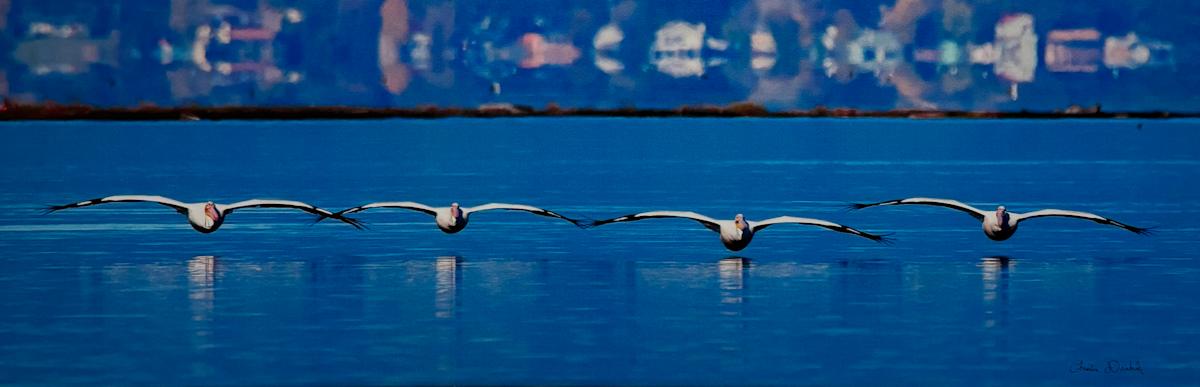 Synchronized Flight by Christina Darkula, Image 1.