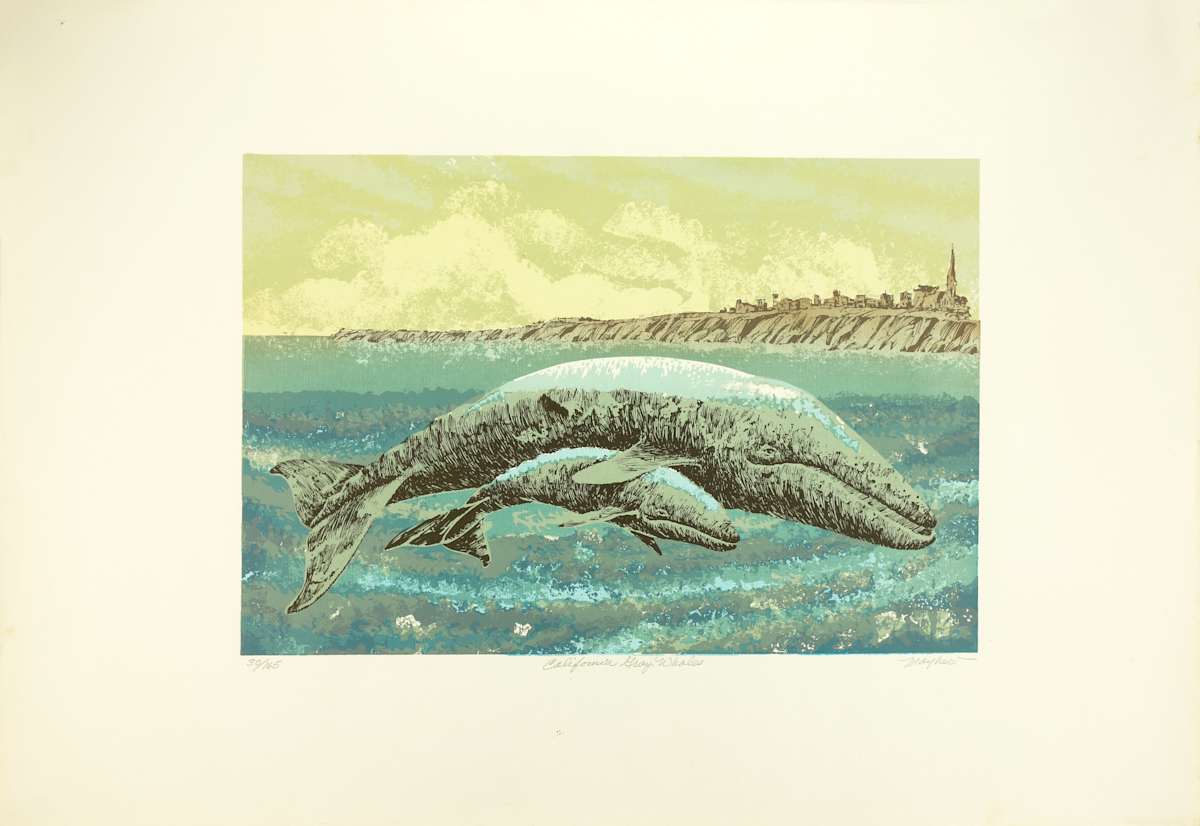 California Gray Whales  30/165 by J.D. Mayhew 