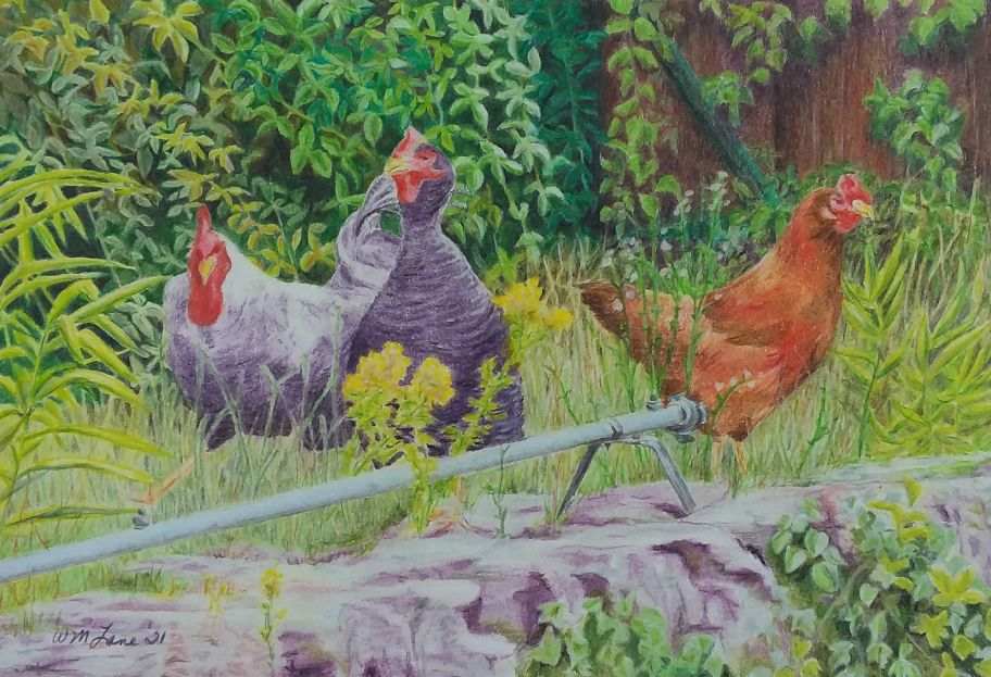 Three French Hens by William Lane, Image 2.
