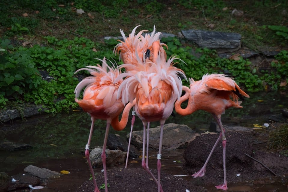 Flamingos by Kaitlyn Linneman 