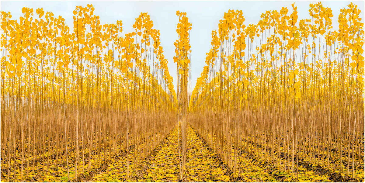 Young Poplar Trees by Elvira Peretsman, Image 2.