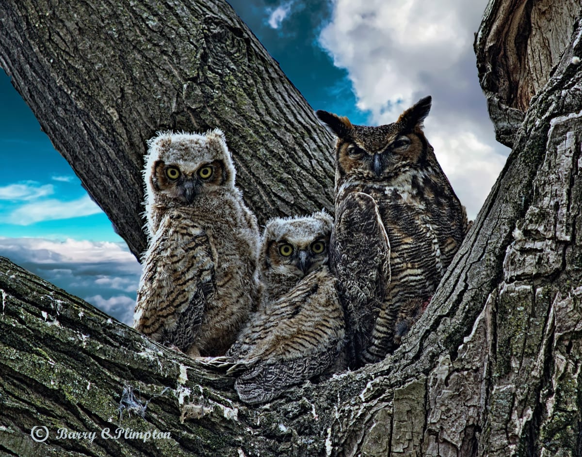 Mama Owl and Young by Barry Plimpton 