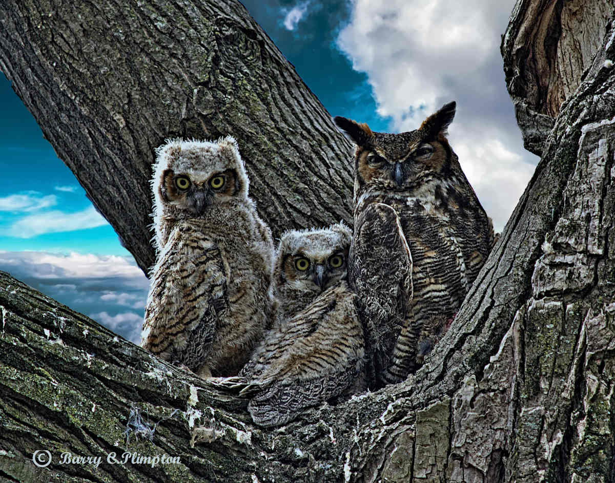 Mama Owl and Young by Barry Plimpton, Image 2.