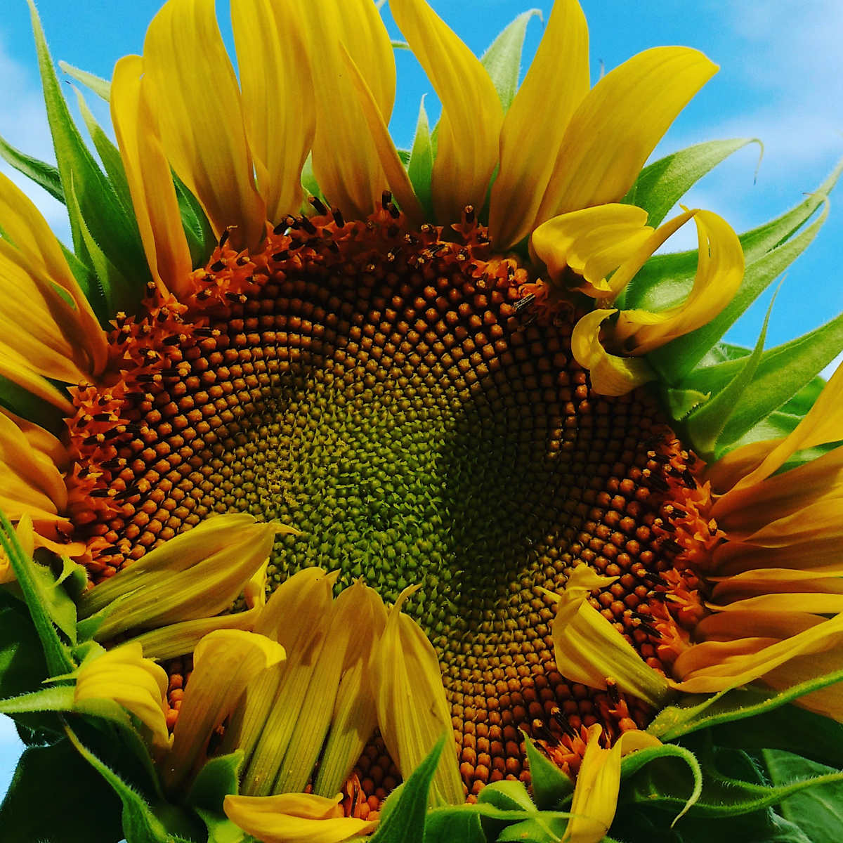 Morning Sunshine! by Abby Zahn, Image 2.