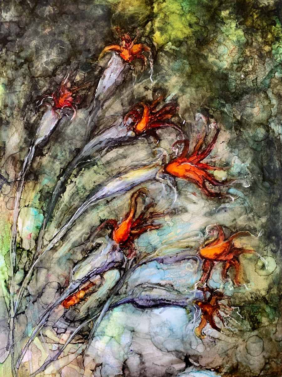 The Karoo has Rubies too. by Janet Dixon 