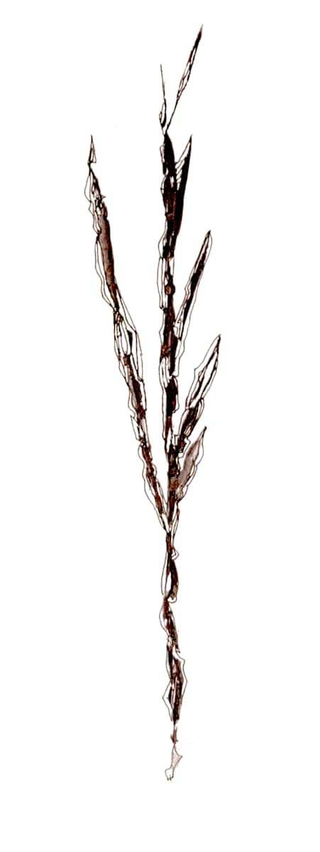 Stalk 2 by Pat Borow, Image 1.