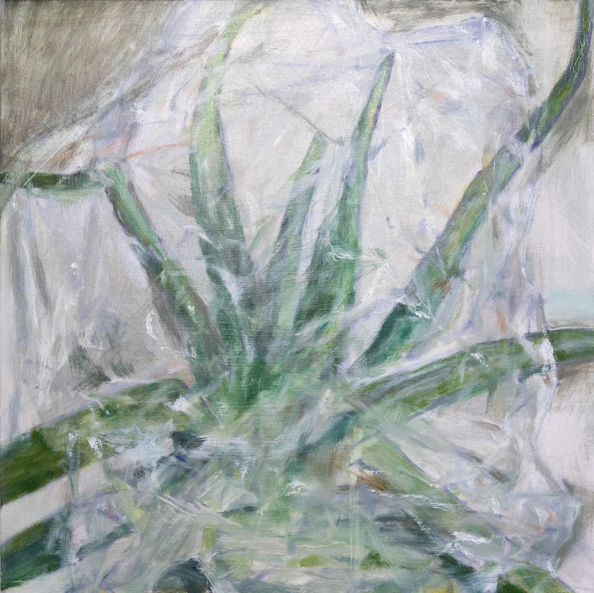 Aloe Vera, Wrapped by Carolin Winkler, Image 3.