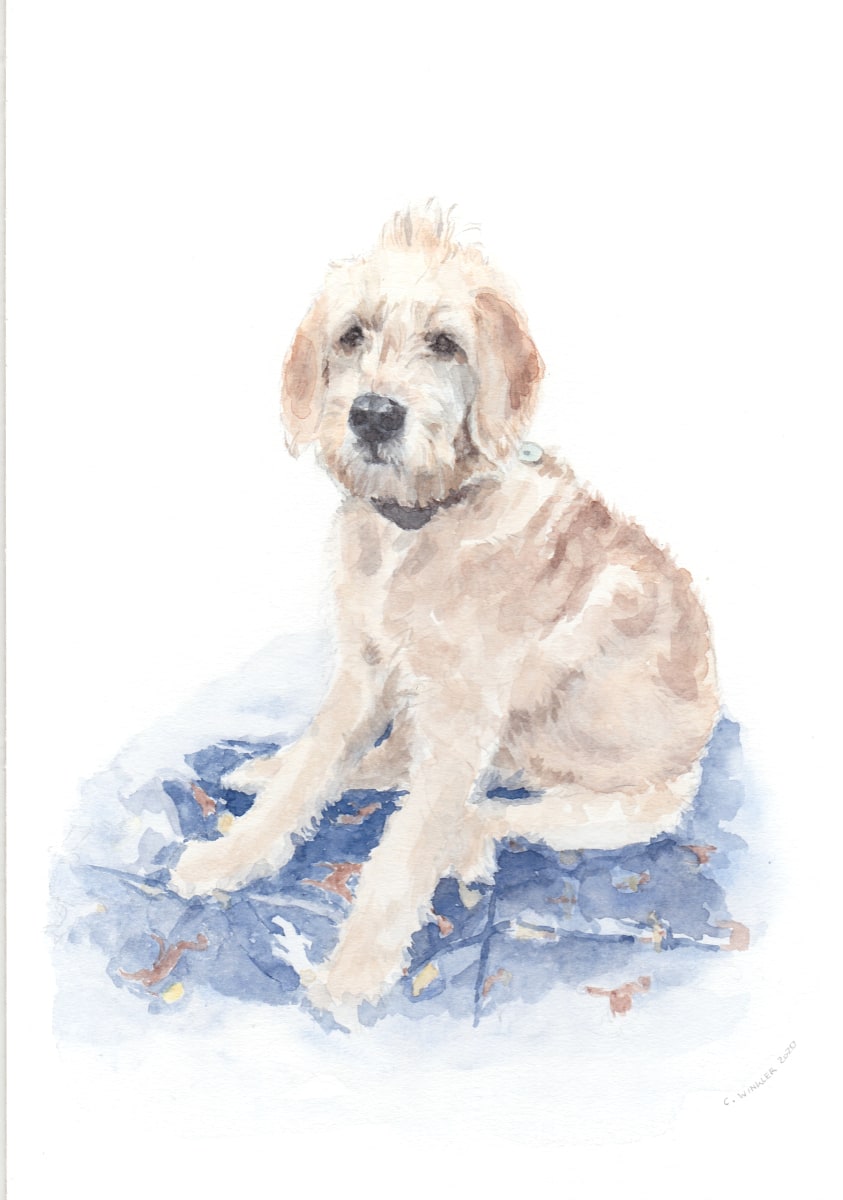 Dog 03 