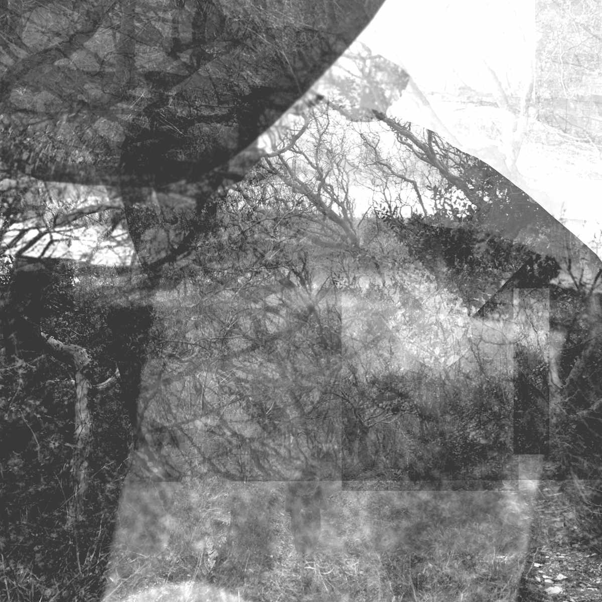 Penglais Woods, Image 4.