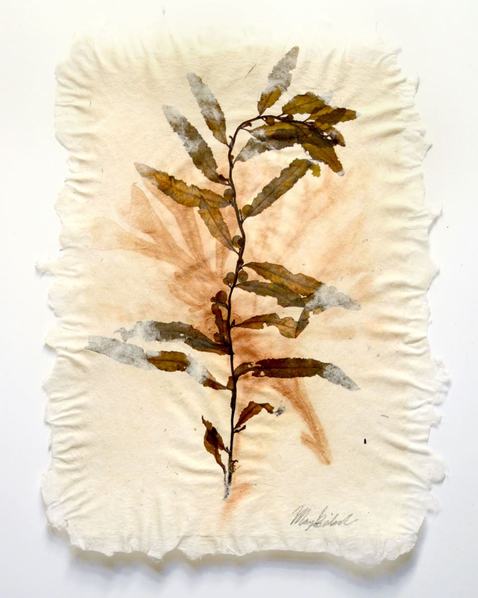 Sea of Secret Colors #3: Gulfweed (Sargassum Filipendula) by May Babcock, Image 3.