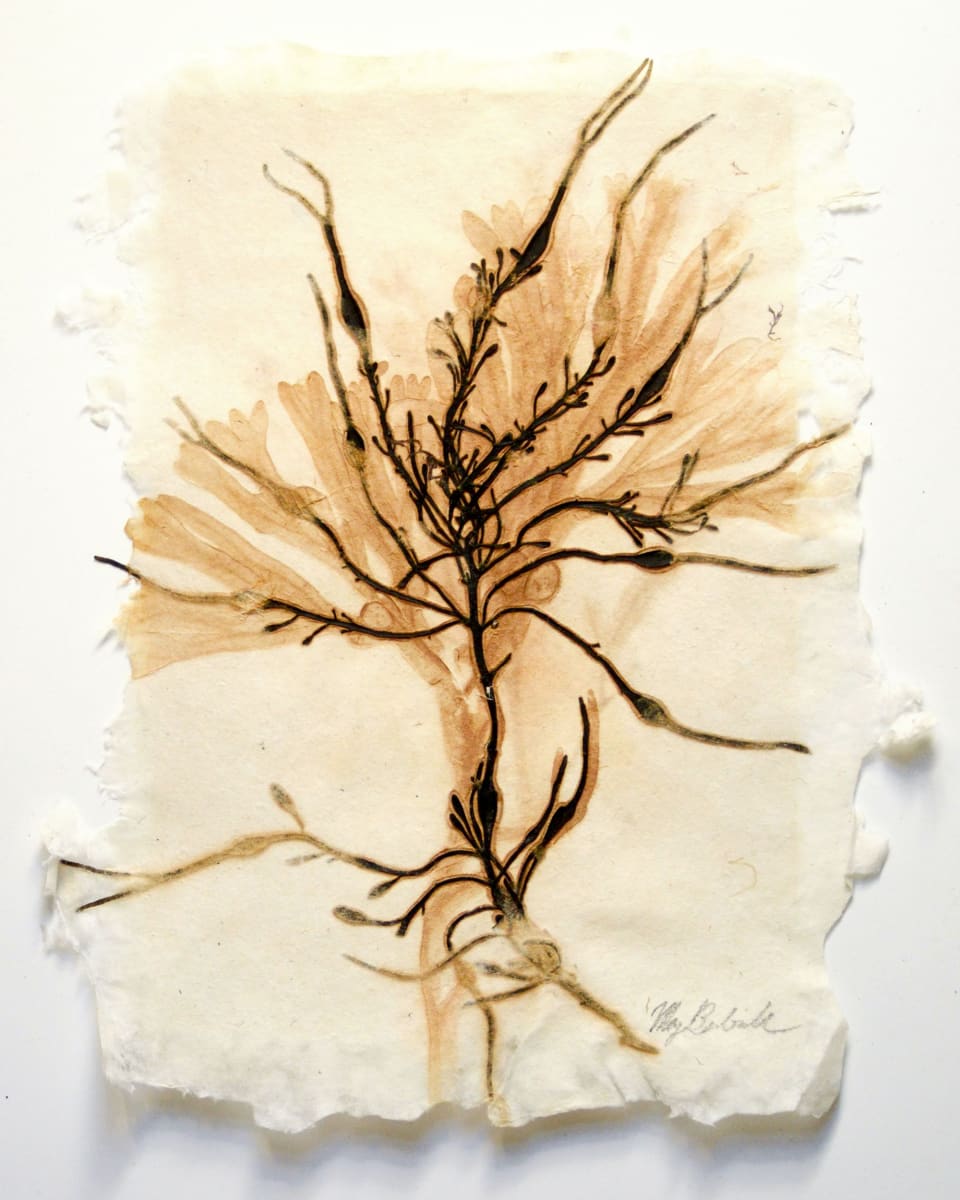 Sea of Secret Colors #6: Stringy Acid Kelp (Desmarestia viridis) by May Babcock, Image 2.