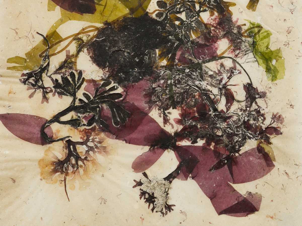 Hero image for Seaweed Papers Collection.