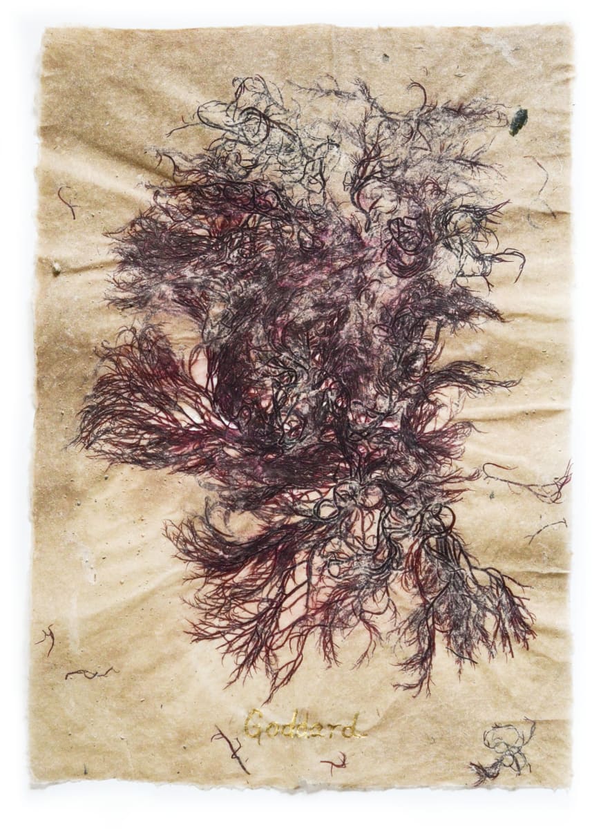 Rhode Island Herbarium: Goddard #6 by May Babcock, Image 1.