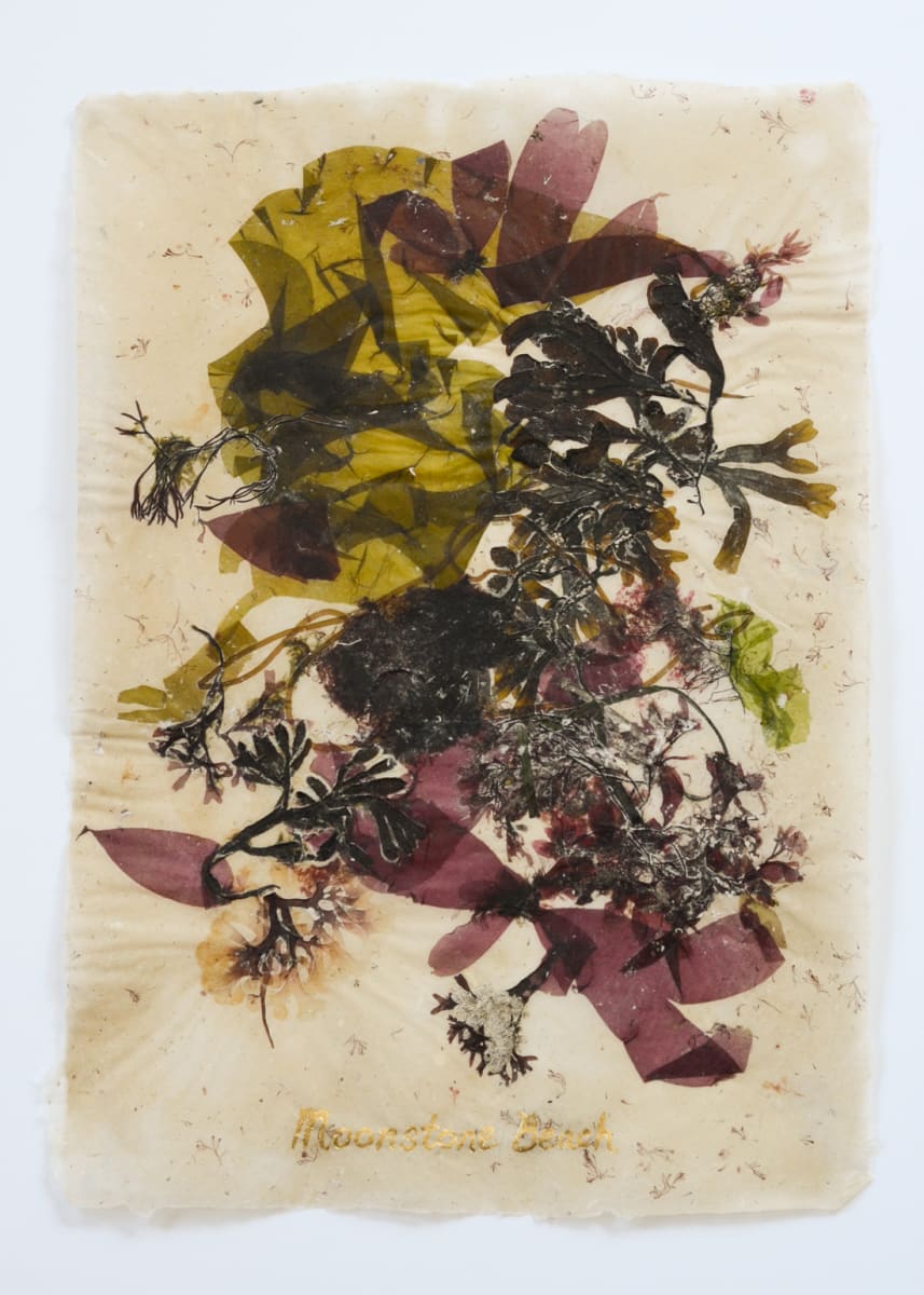 Rhode Island Herbarium: Moonstone Beach #3 by May Babcock, Image 1.