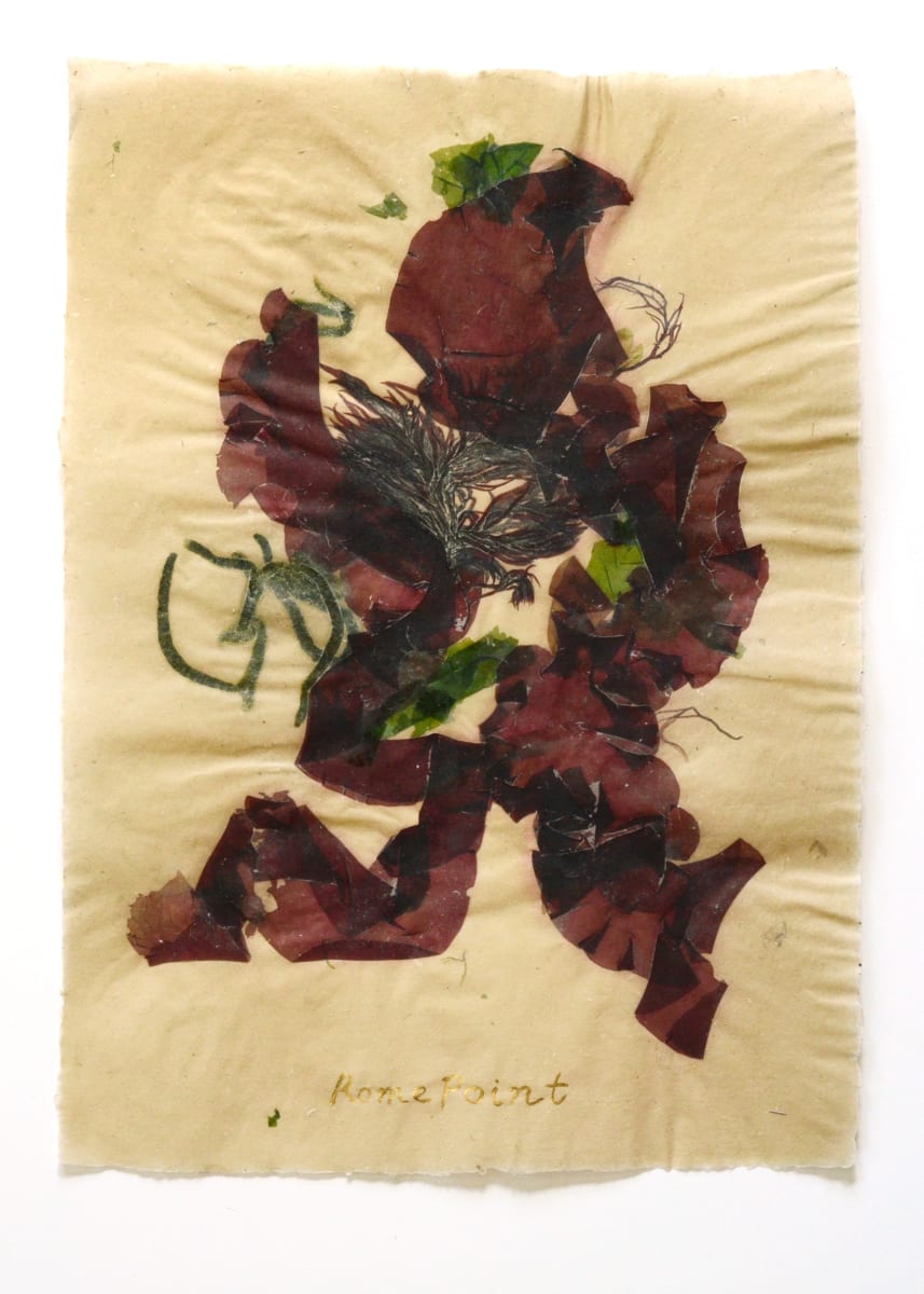 Rhode Island Herbarium: Rome Point #1 by May Babcock, Image 1.