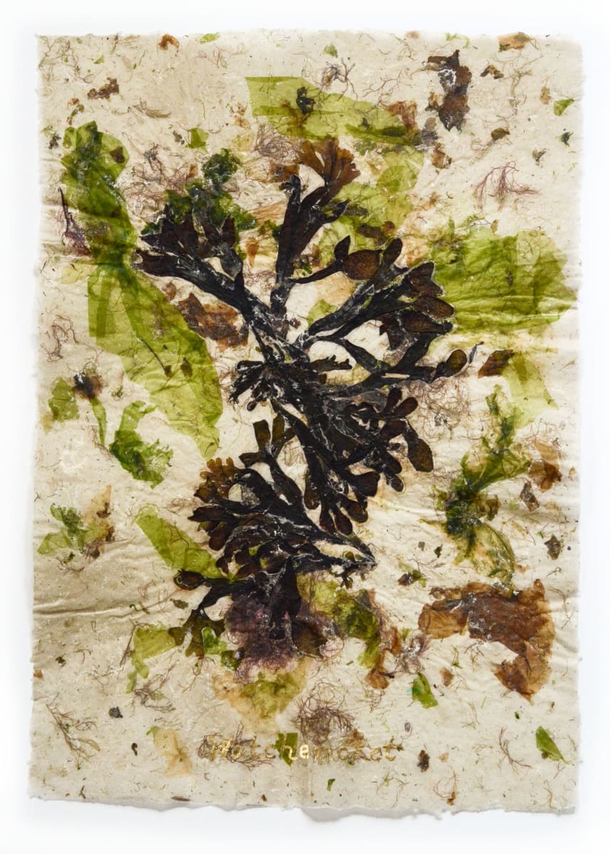 Rhode Island Herbarium: Watchemoket #2 by May Babcock, Image 1.