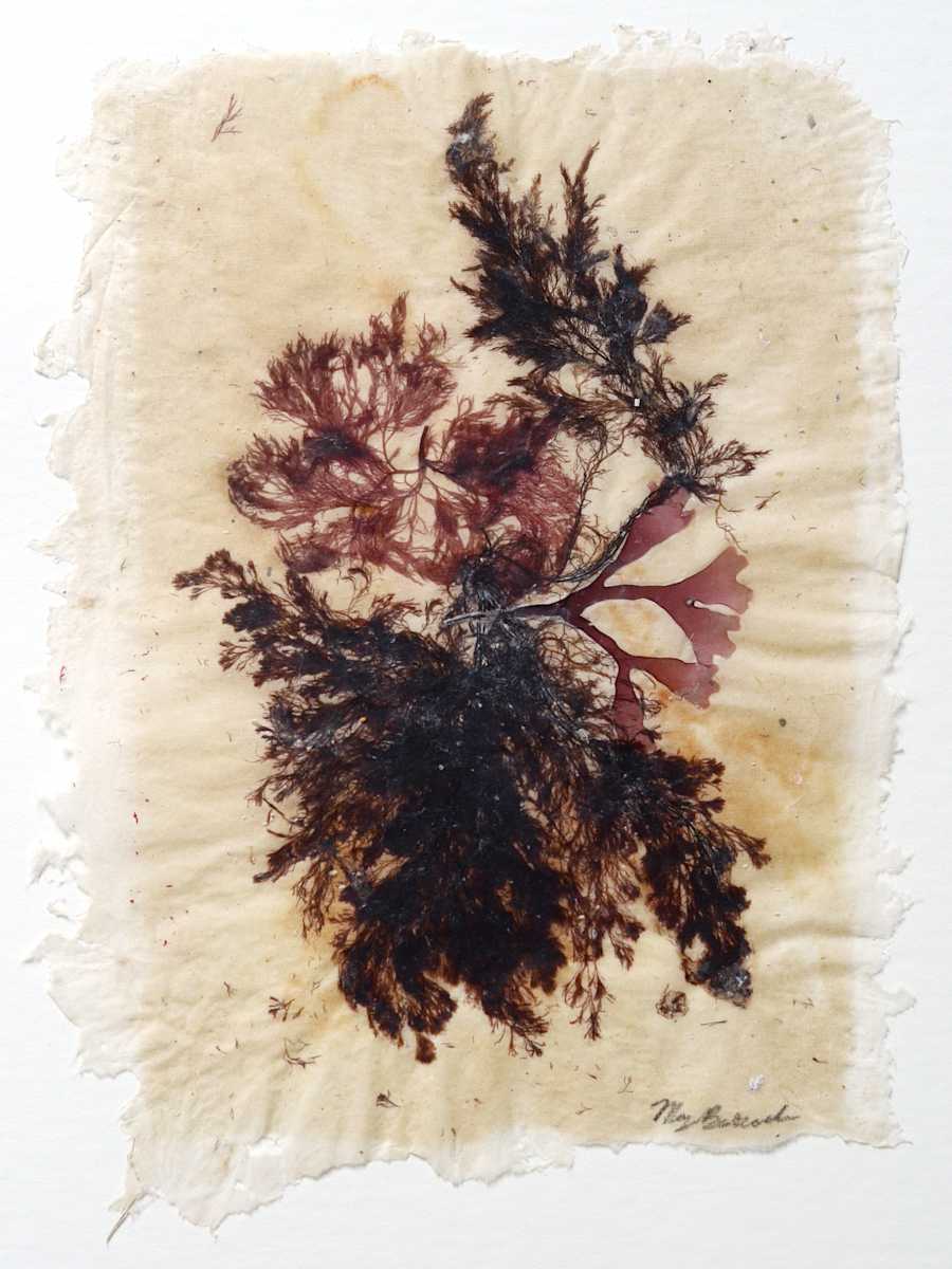 Macroalgae: Moonstone Beach #19, Red and Brown Seaweeds by May Babcock, Image 1.