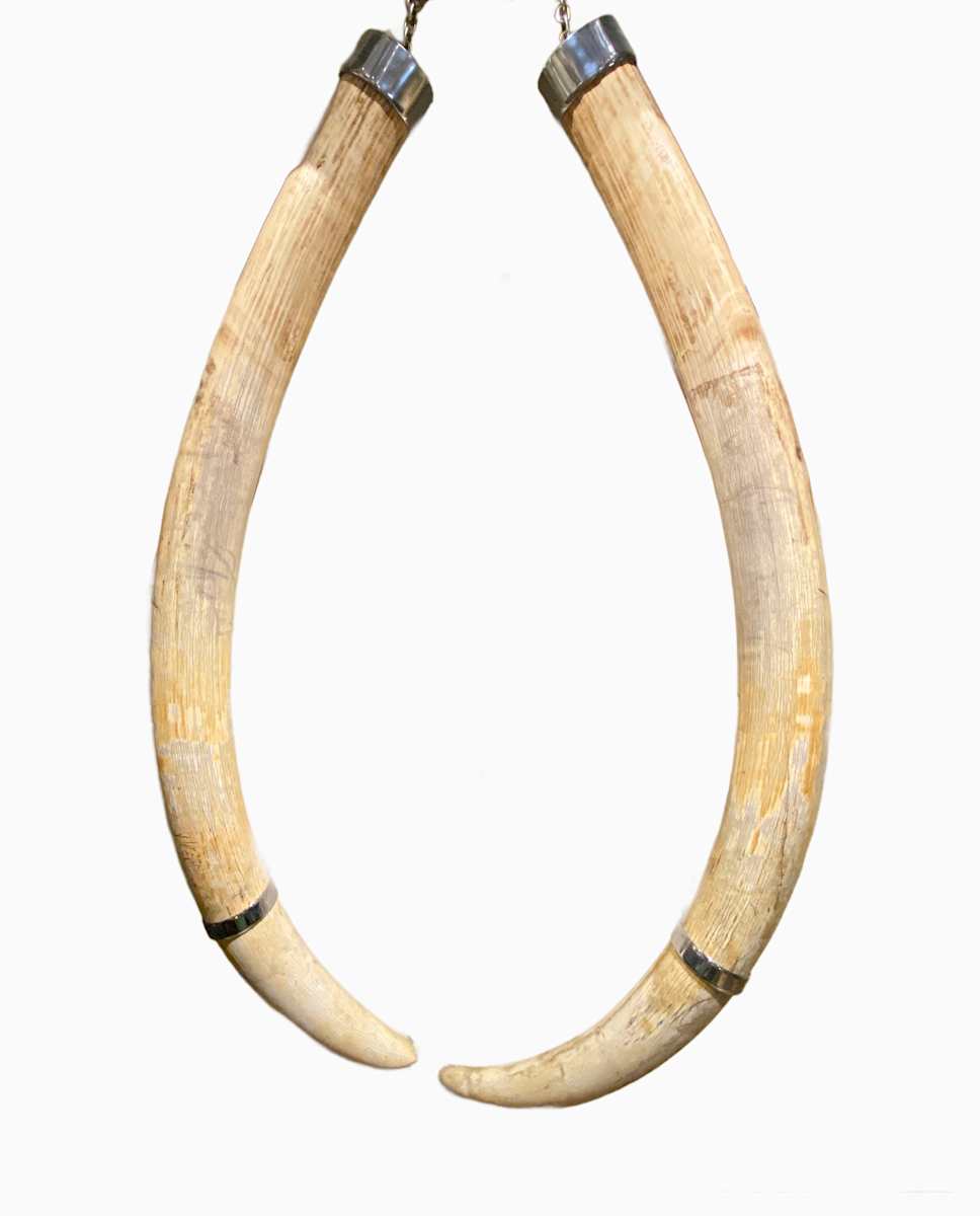 African Elephant Tusks #81 by Jennifer Frost, Image 4.