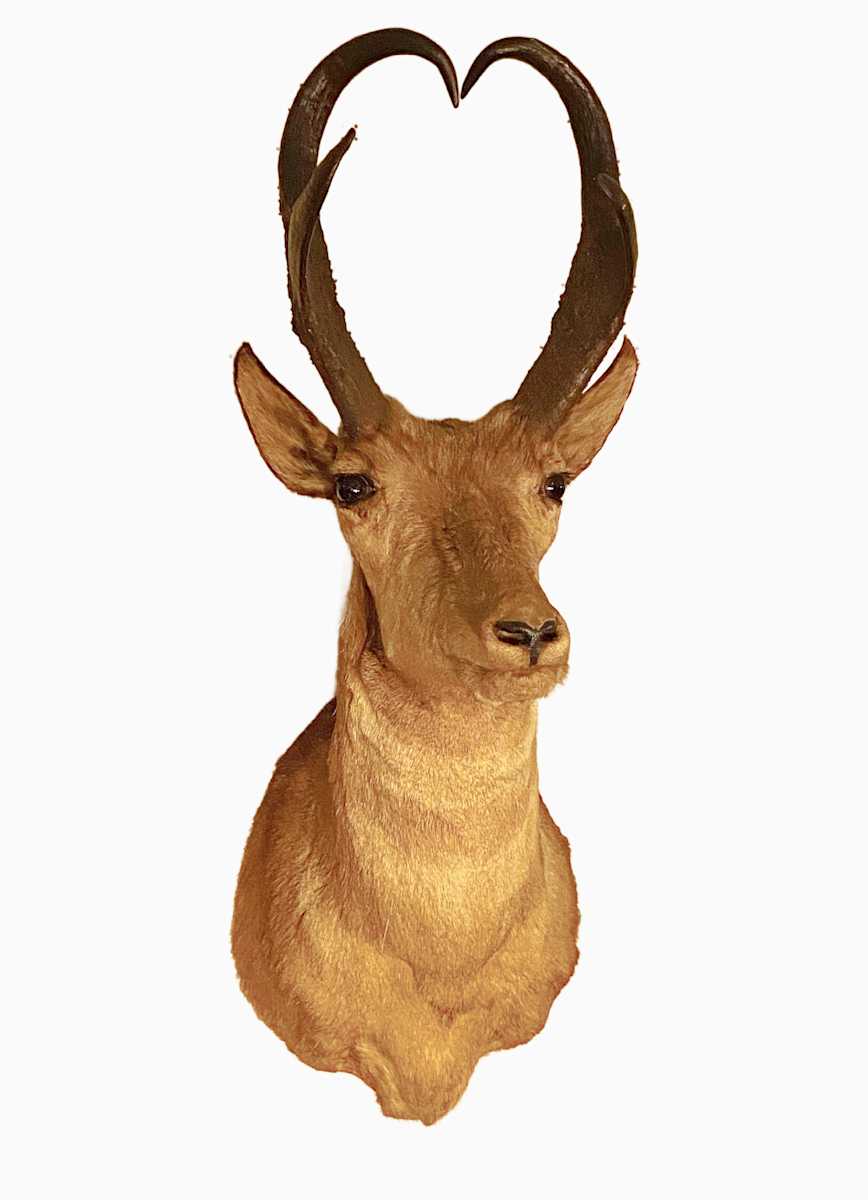 Pronghorn Antelope #28 *Big Game Record North America* by Jennifer Frost, Image 2.
