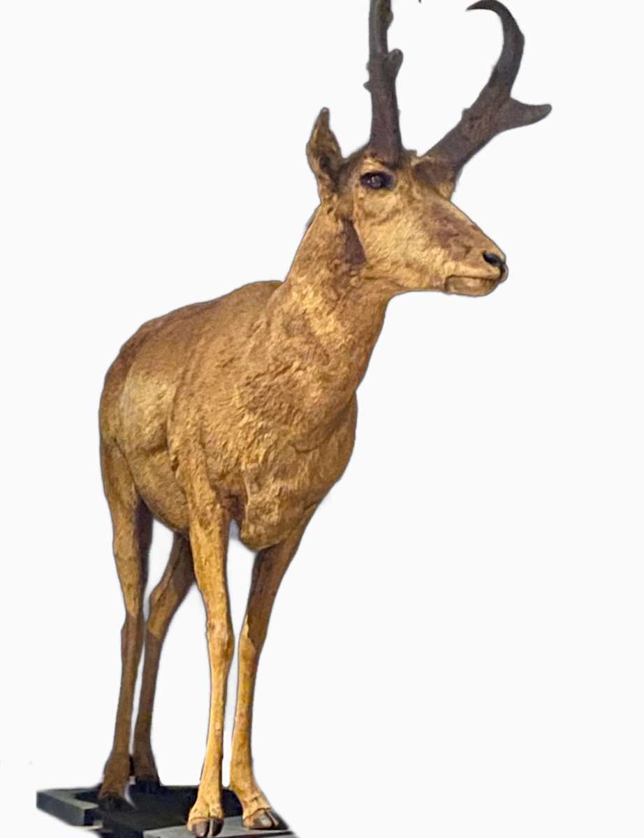 Antelope #116 by Jennifer Frost, Image 2.