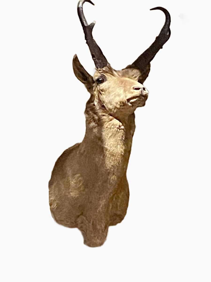 Antelope #123 by The Foster's Curator  Image: 2025 collection appraisal