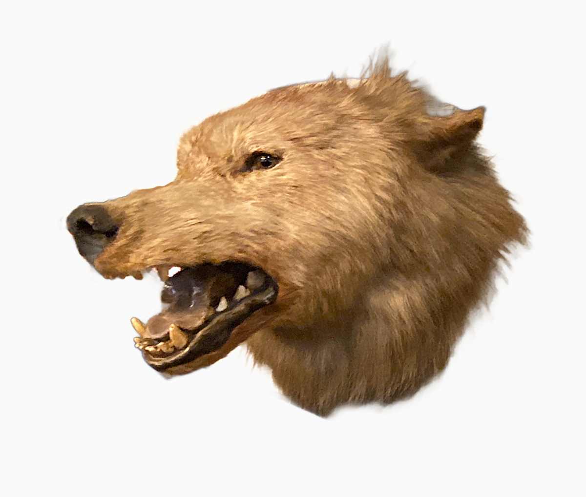 Arctic Wolf #150 by Jennifer Frost, Image 2.