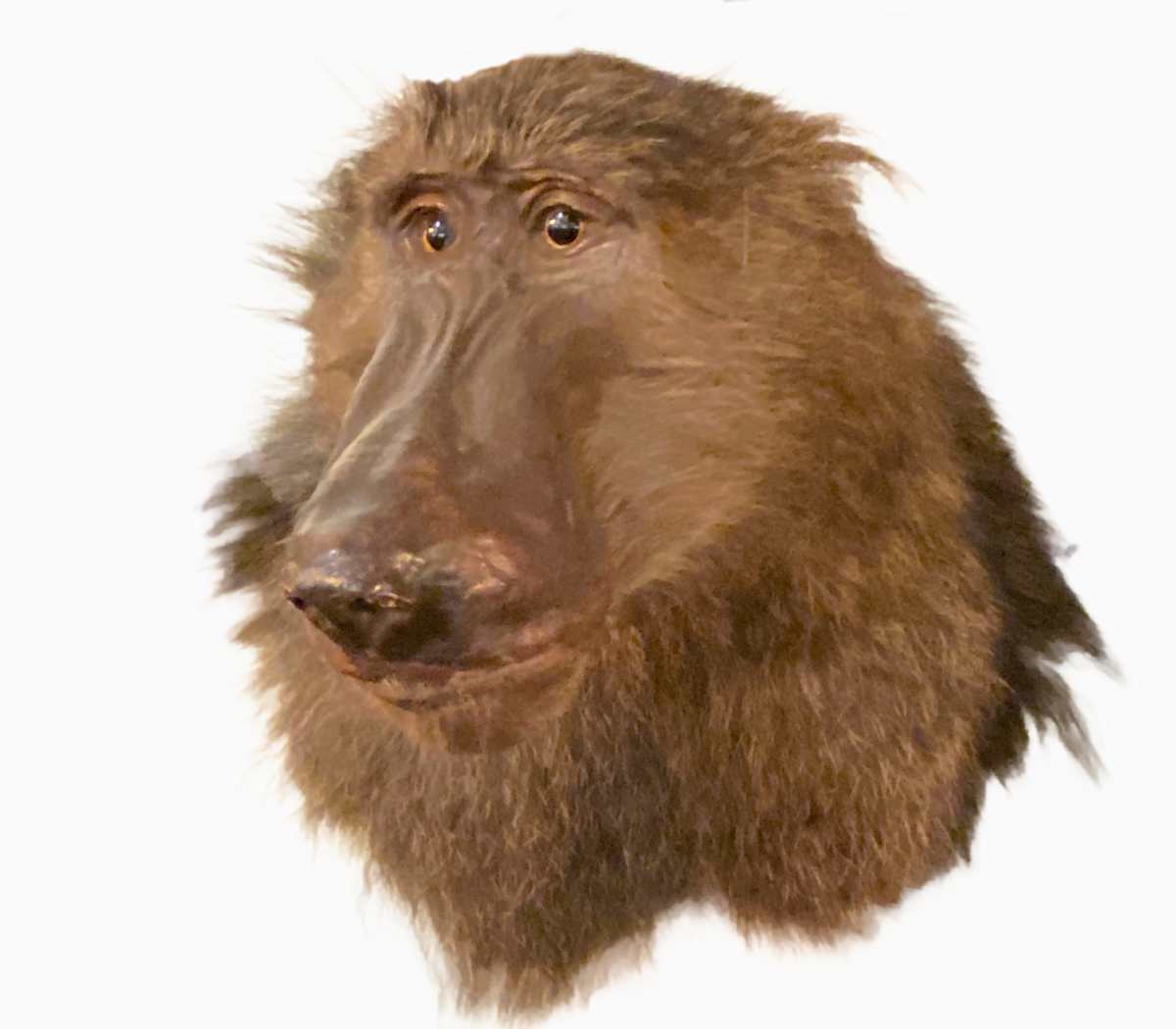 Baboon #144 by Jennifer Frost, Image 2.