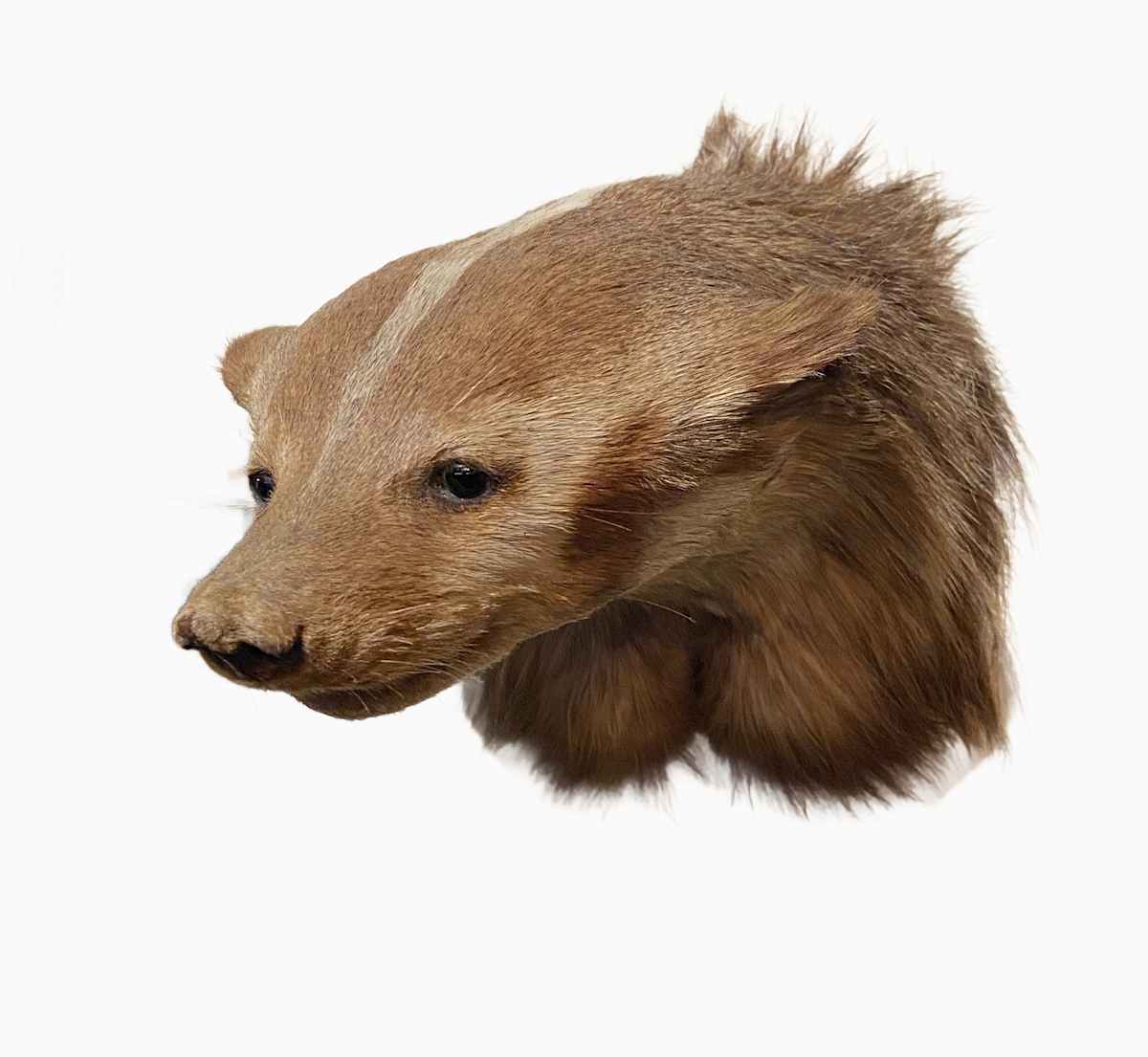 Badger #156 by The Foster's Curator  Image: 2025 collection appraisal