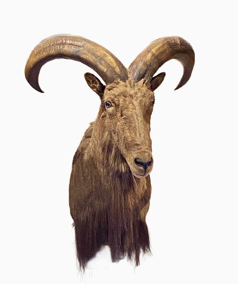 Barbary Sheep #37 by Jennifer Frost, Image 1.