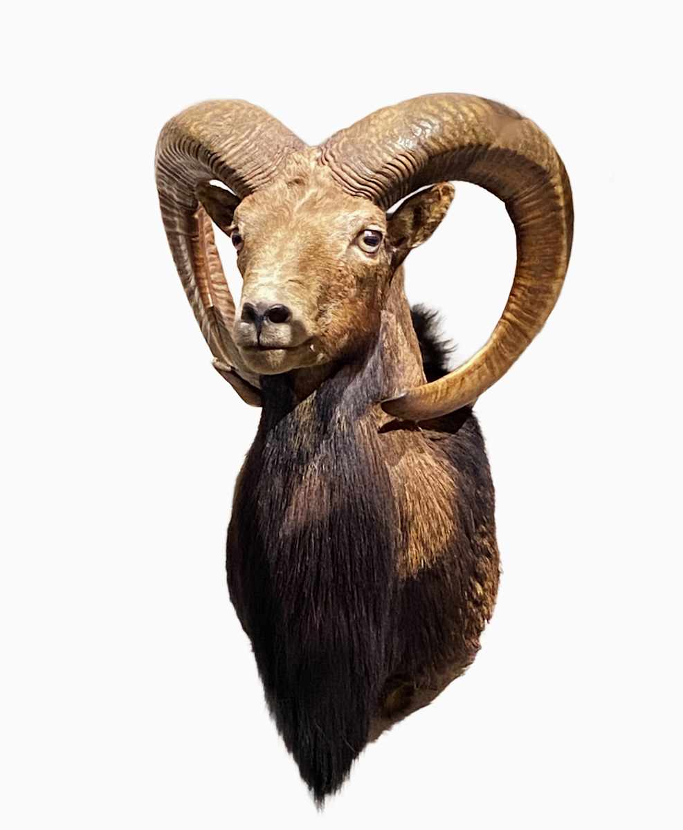 Barbary Sheep #93 by Jennifer Frost, Image 1.