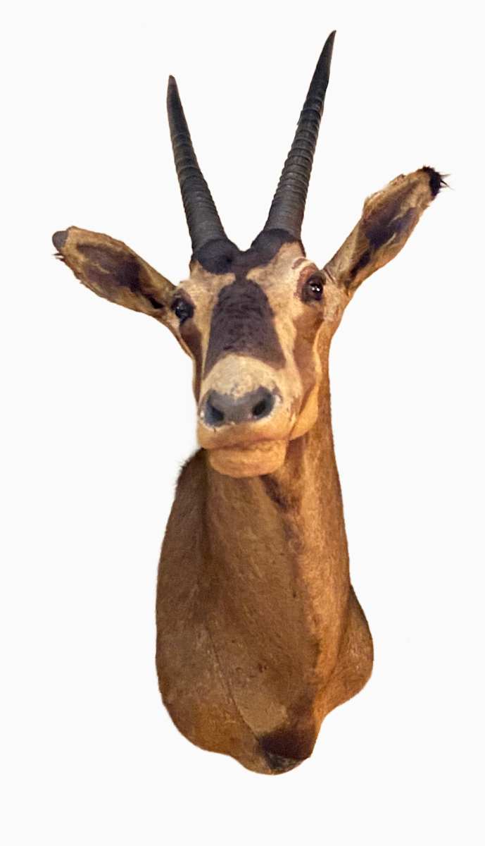 Beisa Oryx #50 by Jennifer Frost, Image 1.