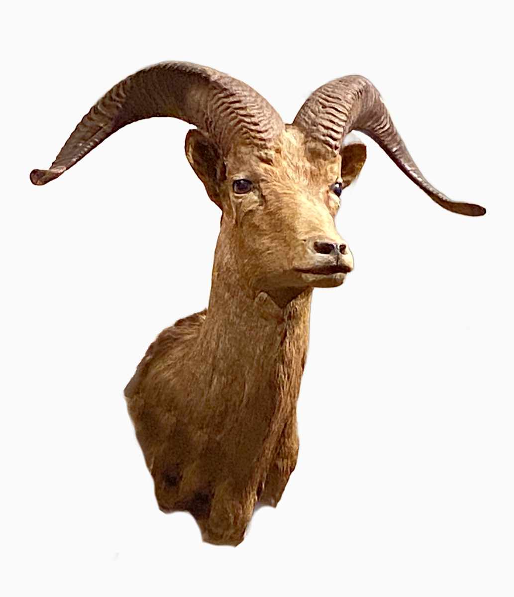 Bighorn Sheep #105 by Jennifer Frost, Image 2.